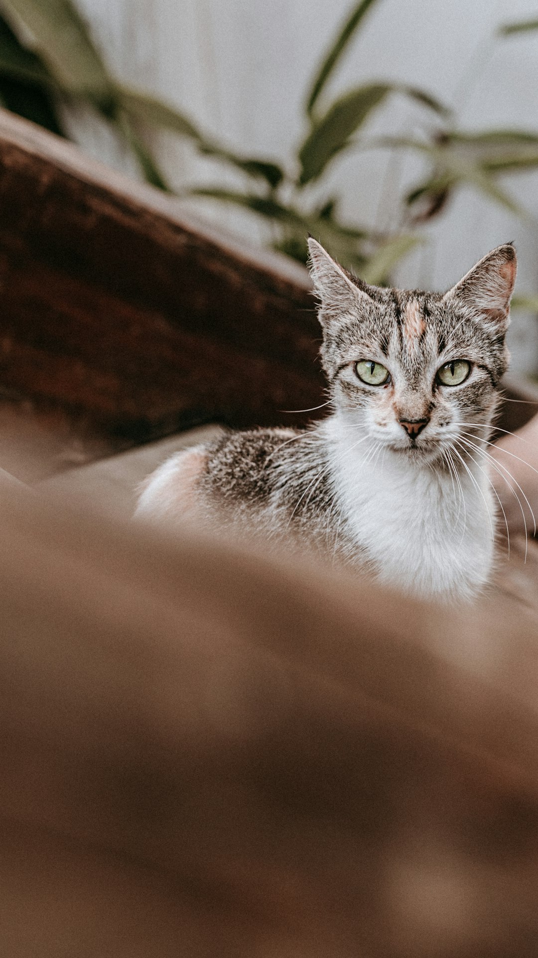 silver tabby cat on brown wooden table