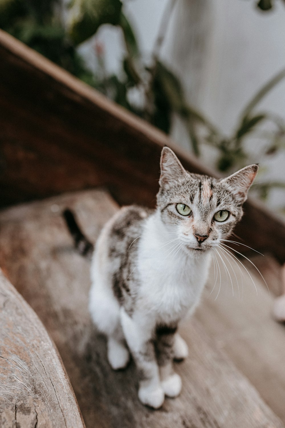 white and grey cat on brown concrete surface