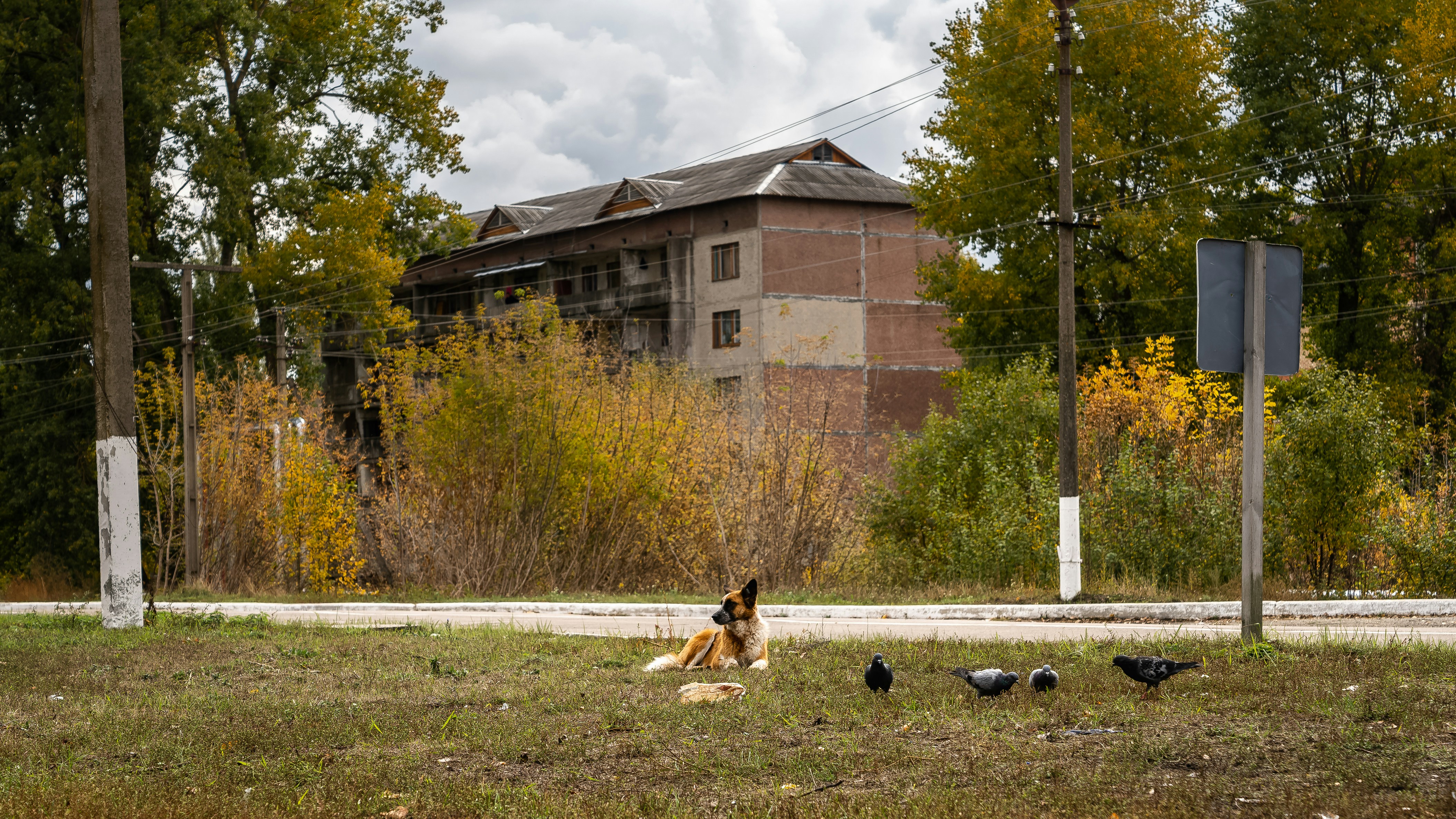 brown and white short coated dog on green grass field near brown concrete building during daytime, Near to Pripyat city, Chernobyl