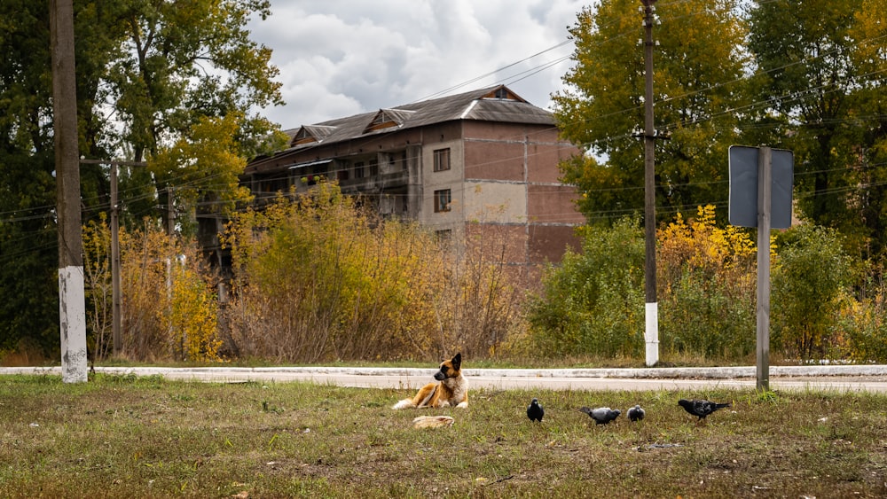 brown and white short coated dog on green grass field near brown concrete building during daytime