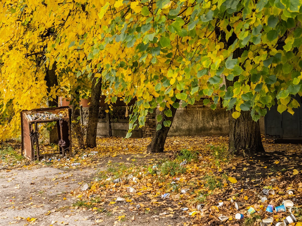 brown wooden bench under yellow leaf trees