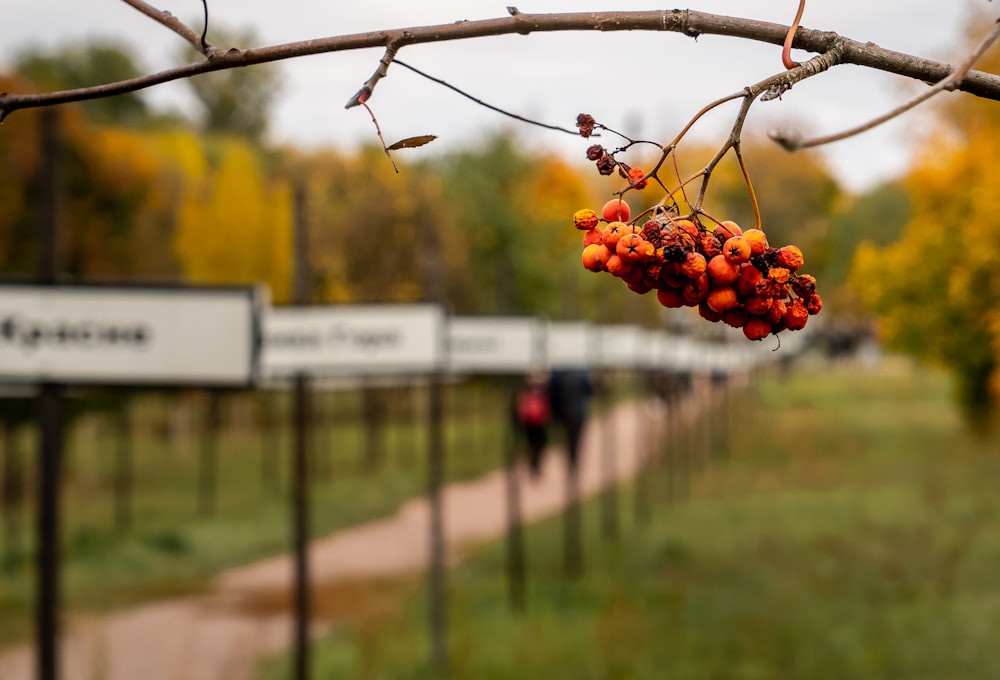 red round fruits on brown tree branch during daytime