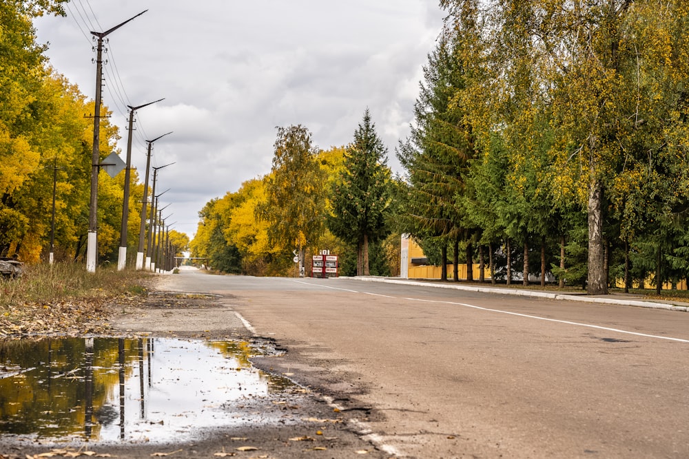 green trees beside road during daytime