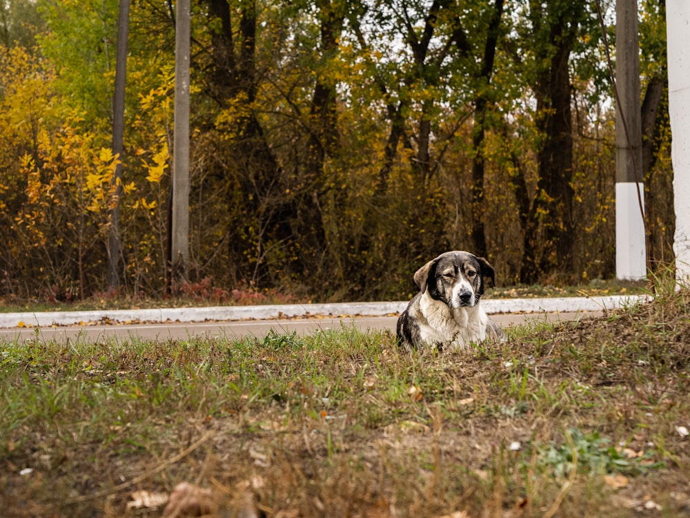 black and white short coated dog on brown grass field during daytime