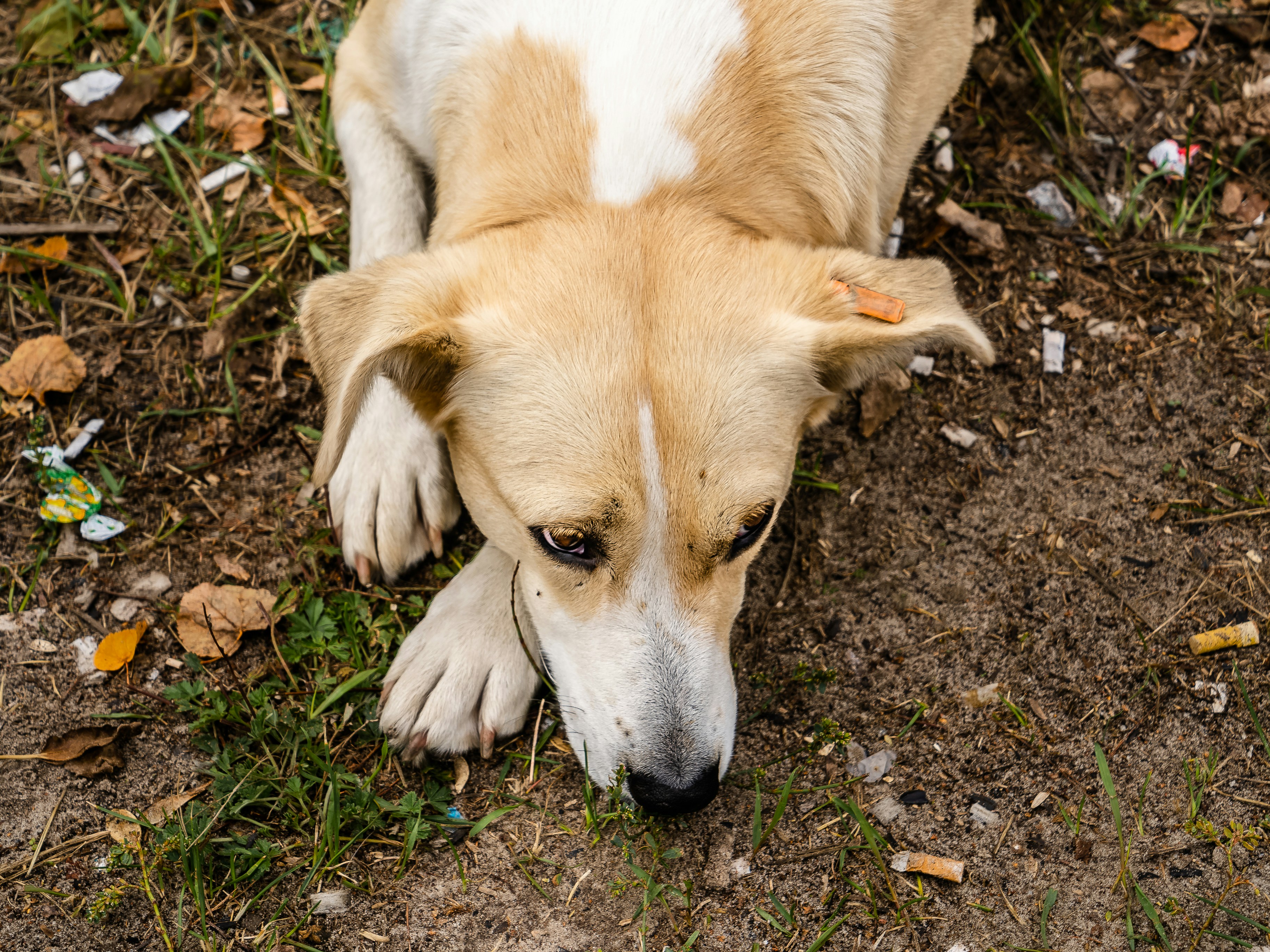 brown and white short coated dog lying on brown soil, Near to Pripyat city, Chernobyl