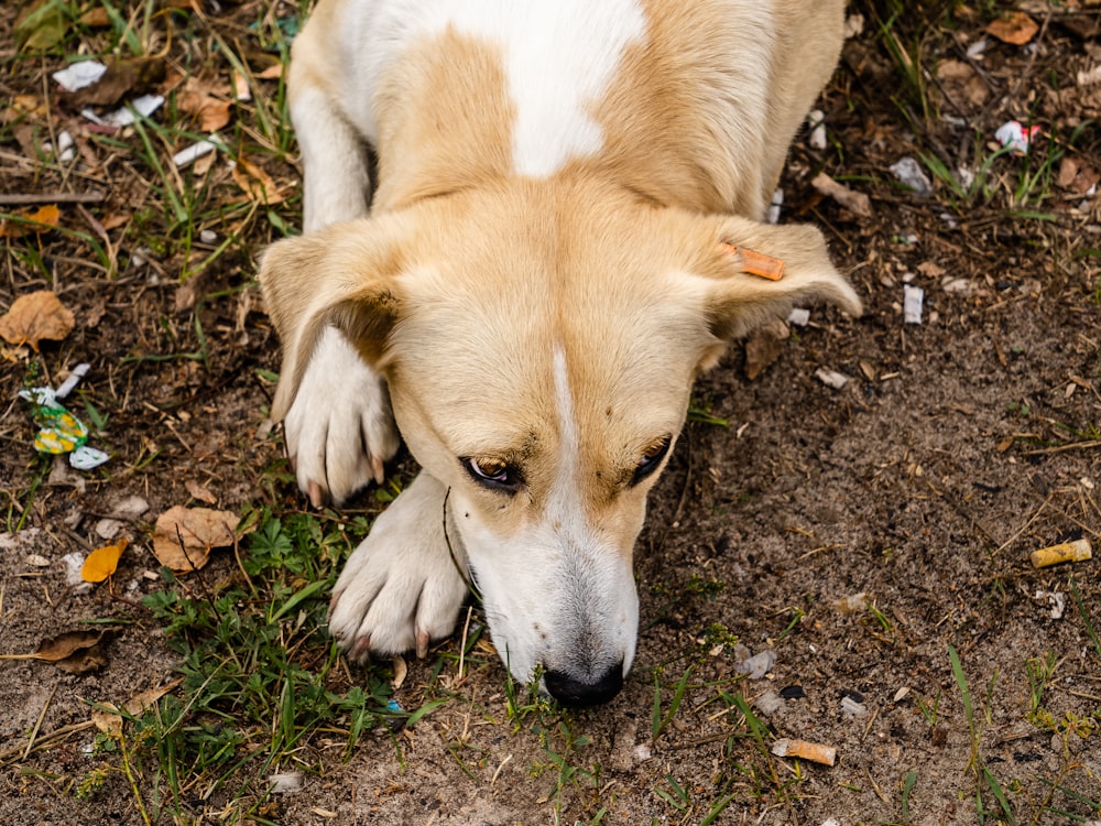 brown and white short coated dog lying on brown soil