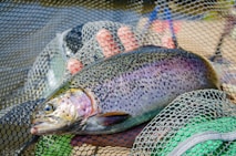 fish farm solutions trout