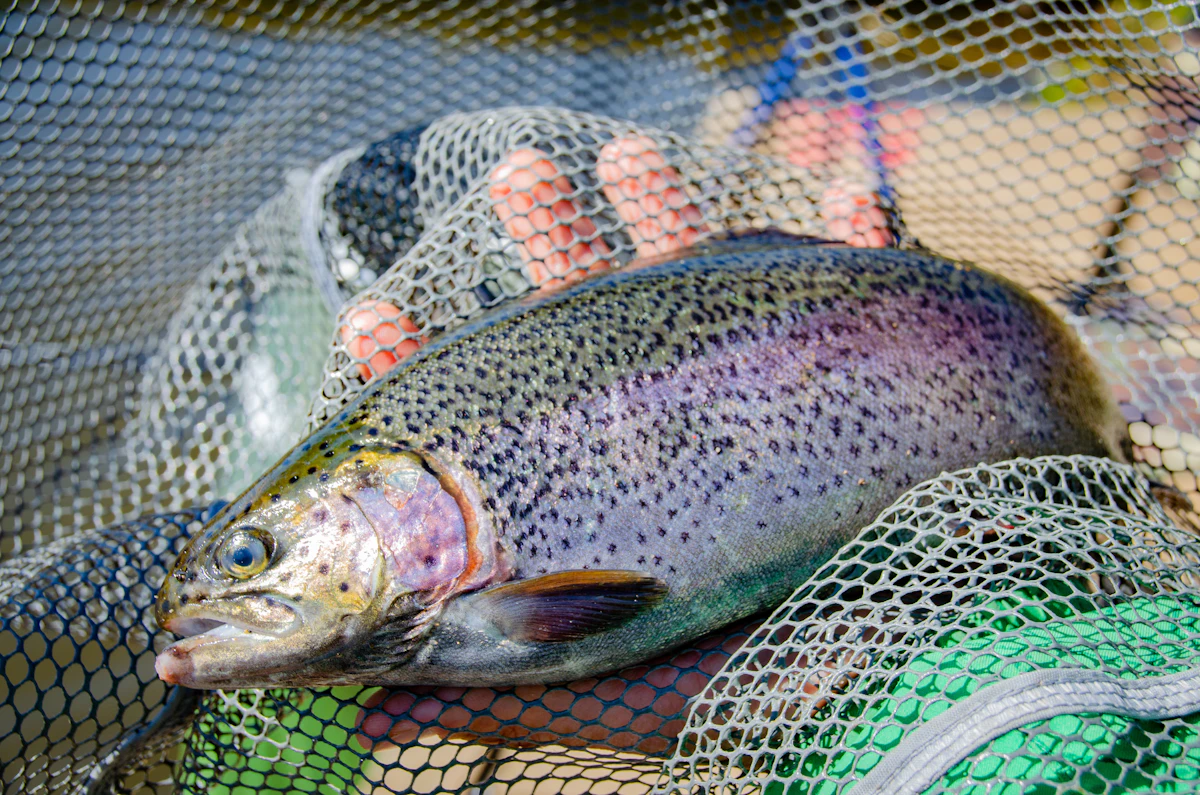 Angler holding a trout, close up