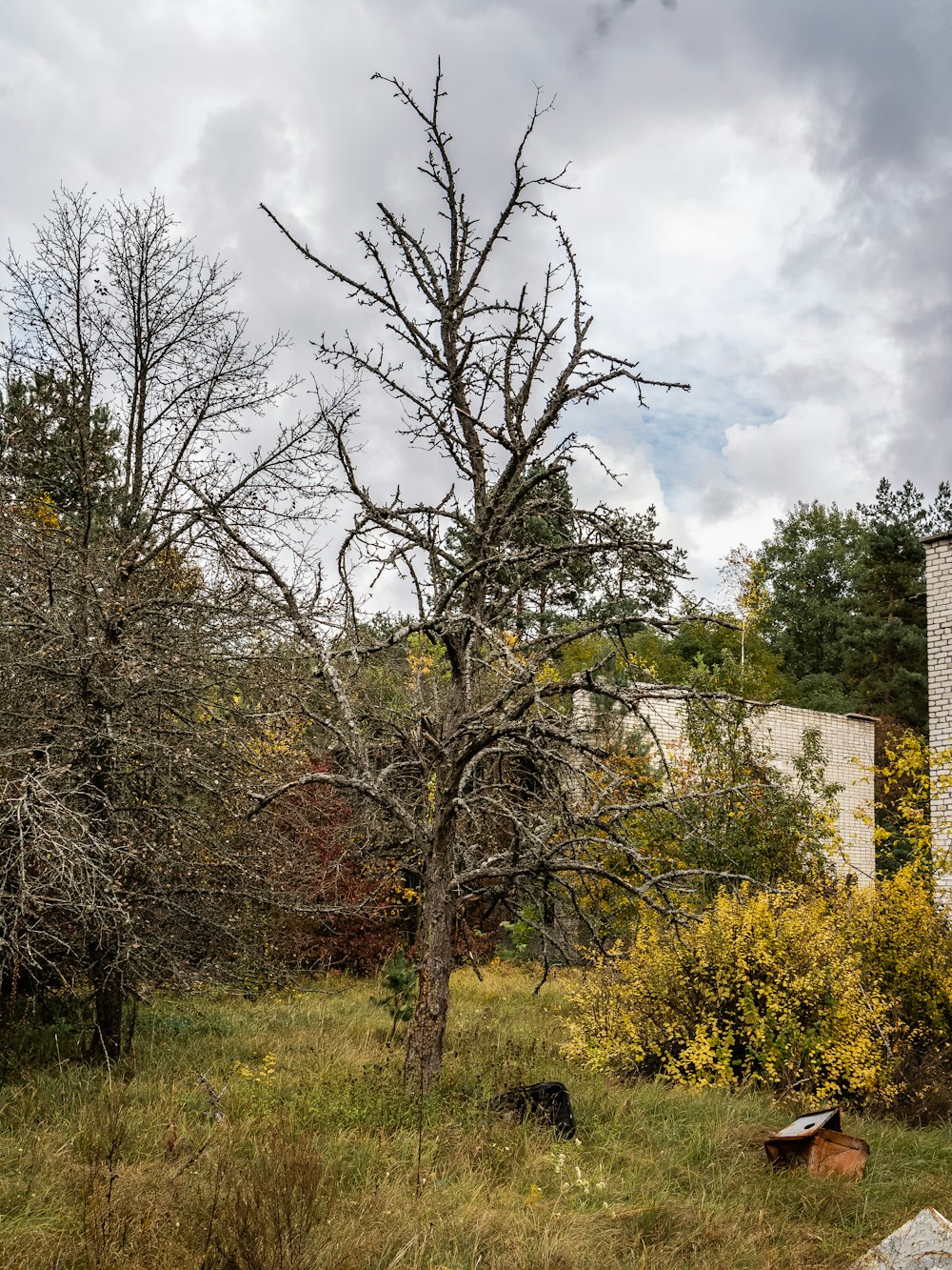 alberi verdi sotto il cielo nuvoloso durante il giorno