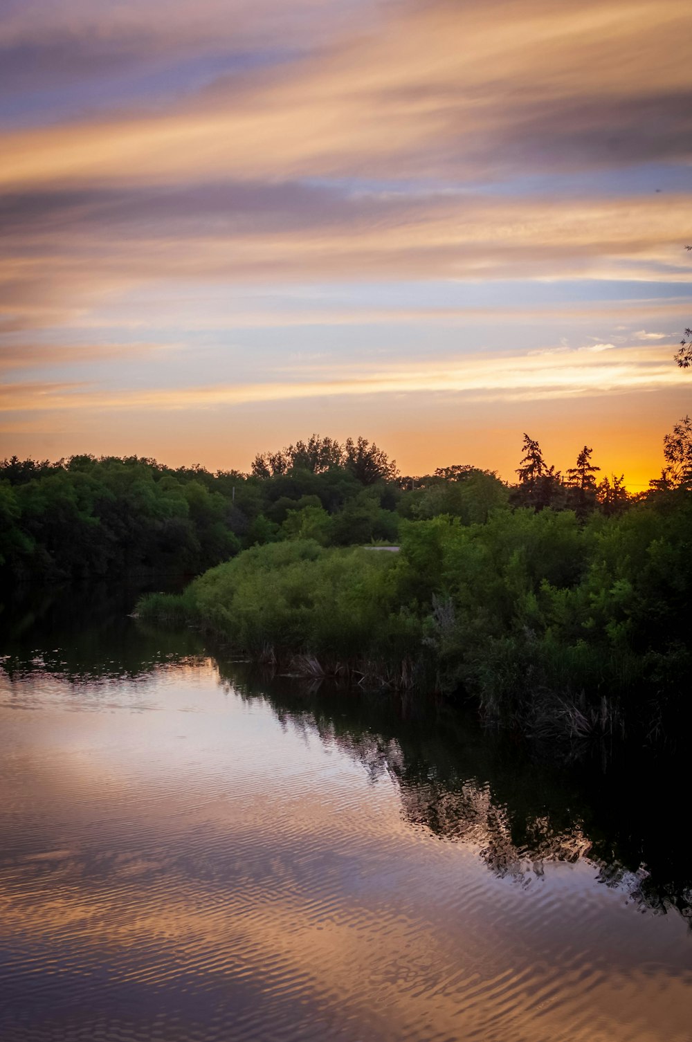 green trees beside river during sunset