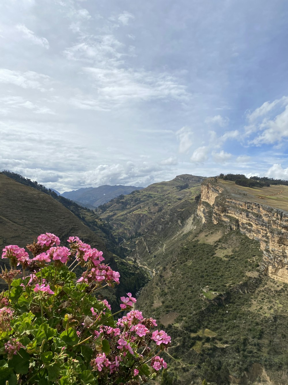 pink flowers on brown mountain under white clouds during daytime