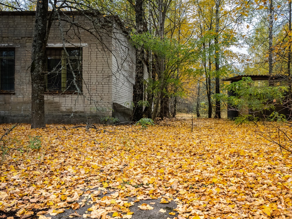 brown dried leaves on ground near bare trees during daytime