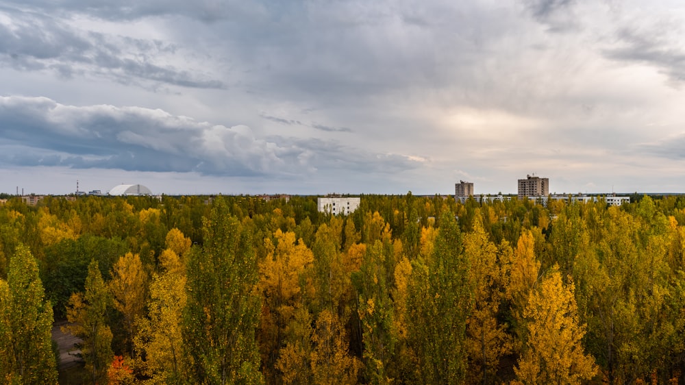 green trees under white clouds during daytime