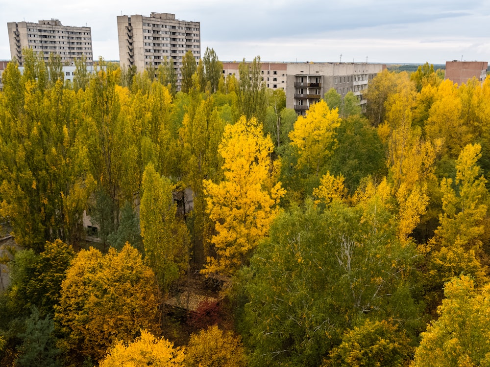 yellow and green trees near city buildings during daytime