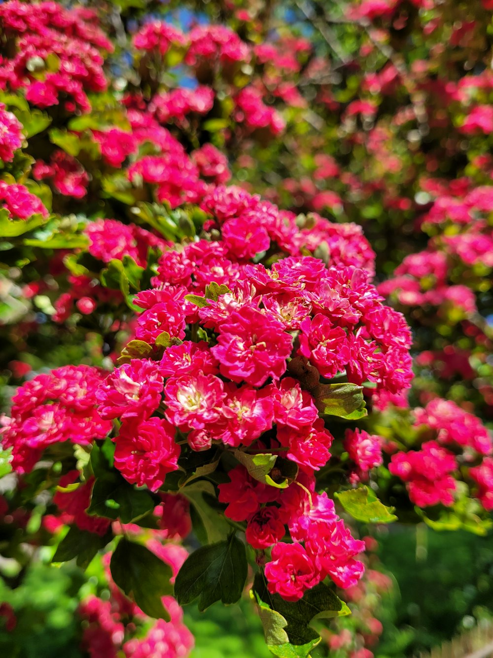 pink flowers in tilt shift lens