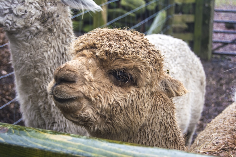 brown camel lying on white textile during daytime