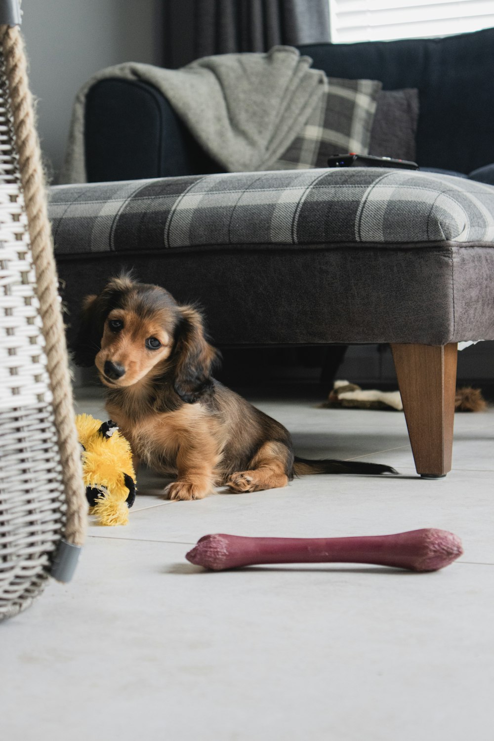 Perro pequeño de pelaje largo marrón y negro en silla de mimbre blanco