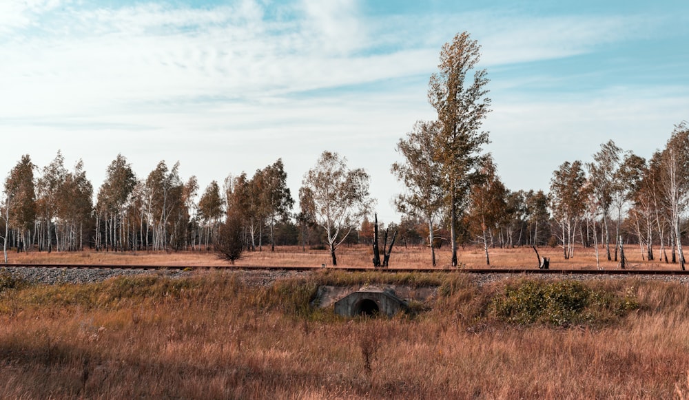 brown grass field with trees under blue sky during daytime