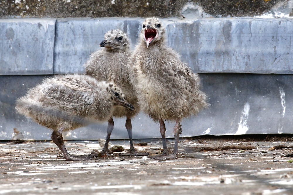 flock of white birds on gray concrete floor during daytime