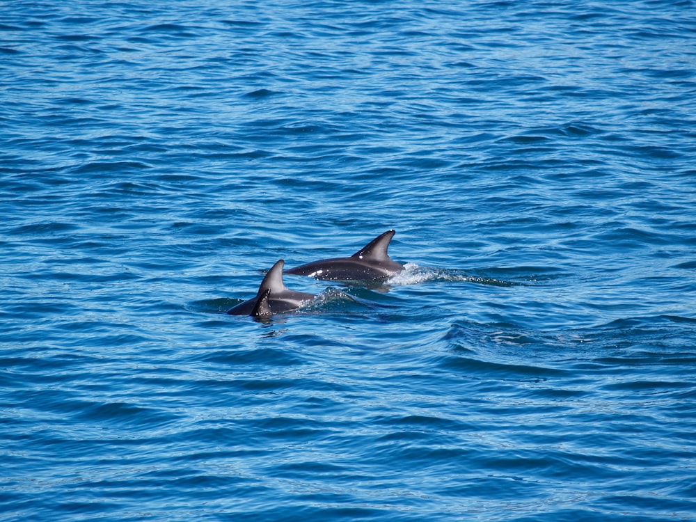 Schwarzer Delfin im blauen Meer tagsüber