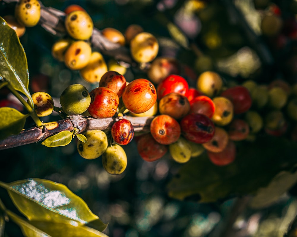 red and brown round fruits