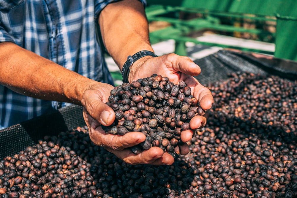 person holding brown round fruit