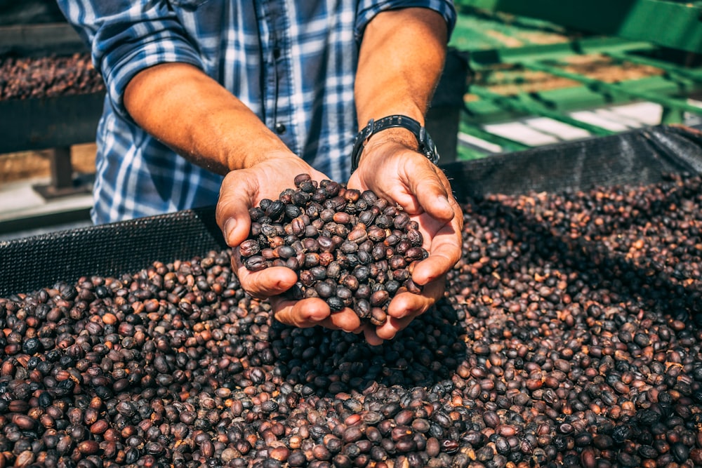 pessoa segurando grãos de café marrons