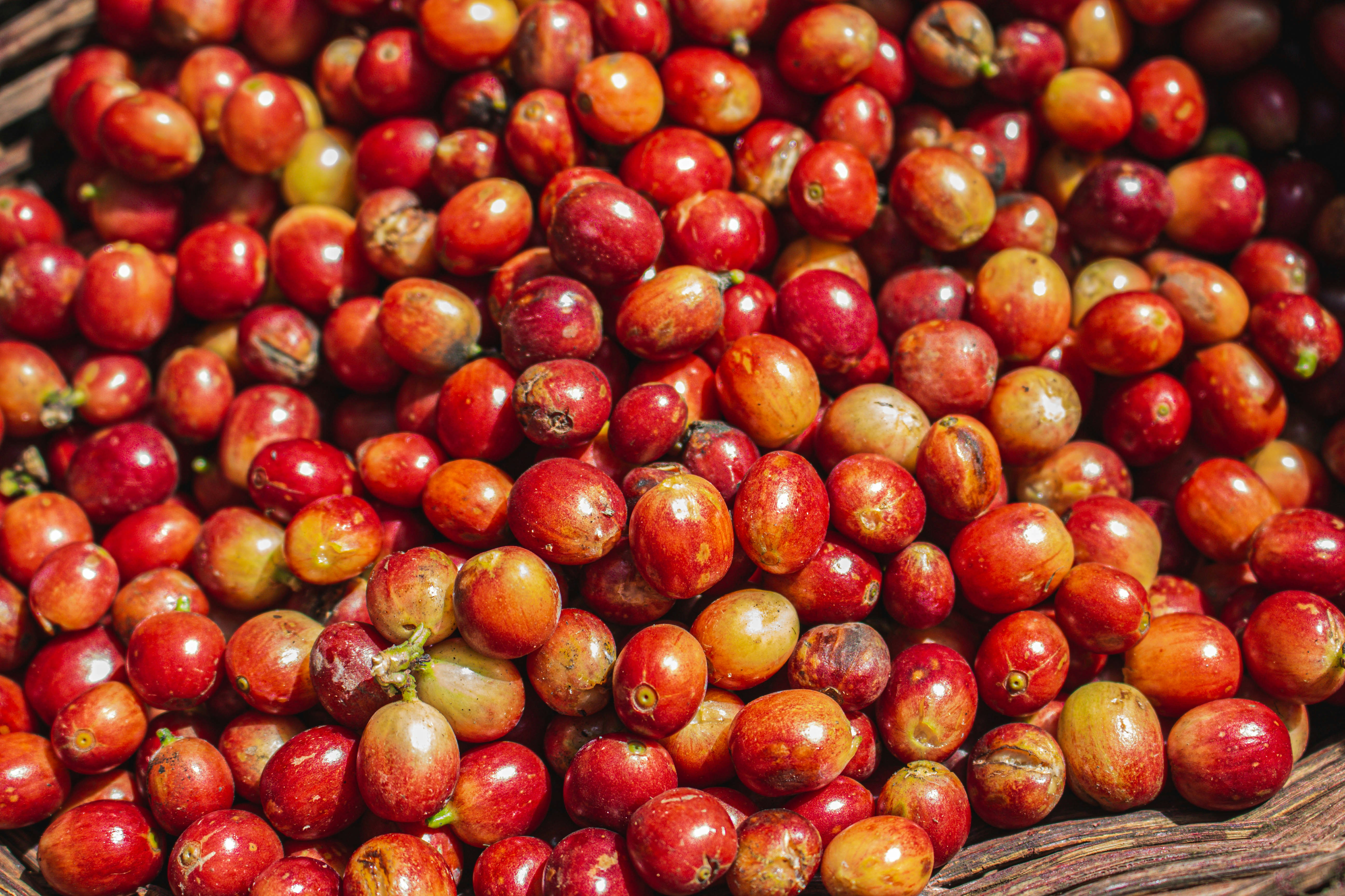 frutos redondos rojos y marrones