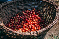 Freshly harvested coffee cherries resting in a woven basket on a farm.