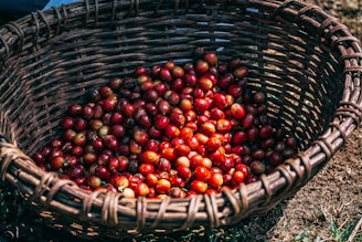 Baskets filled with ripe cocoa pods and coffee cherries at a local farm.