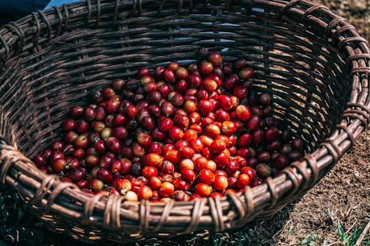 Baskets filled with ripe cocoa pods and coffee cherries at a local farm.