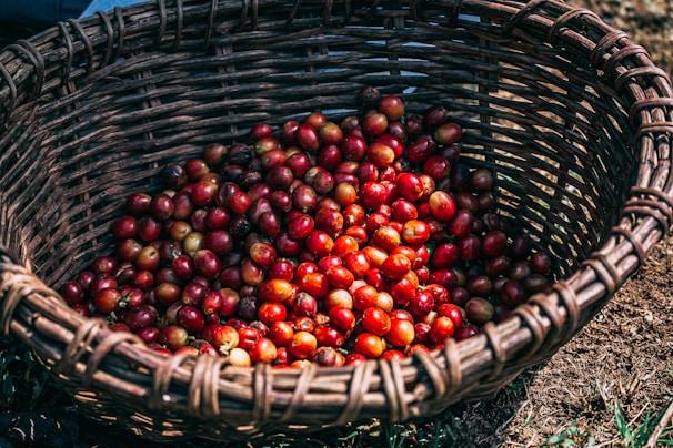 A rustic wooden cart filled with freshly picked coffee cherries ready for processing