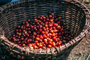 A cozy corner of the León finca with baskets of freshly harvested berries and jars ready to seal.
