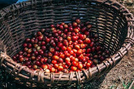 A woven basket filled with a large quantity of ripe red coffee cherries, placed on a patch of grass and dirt.