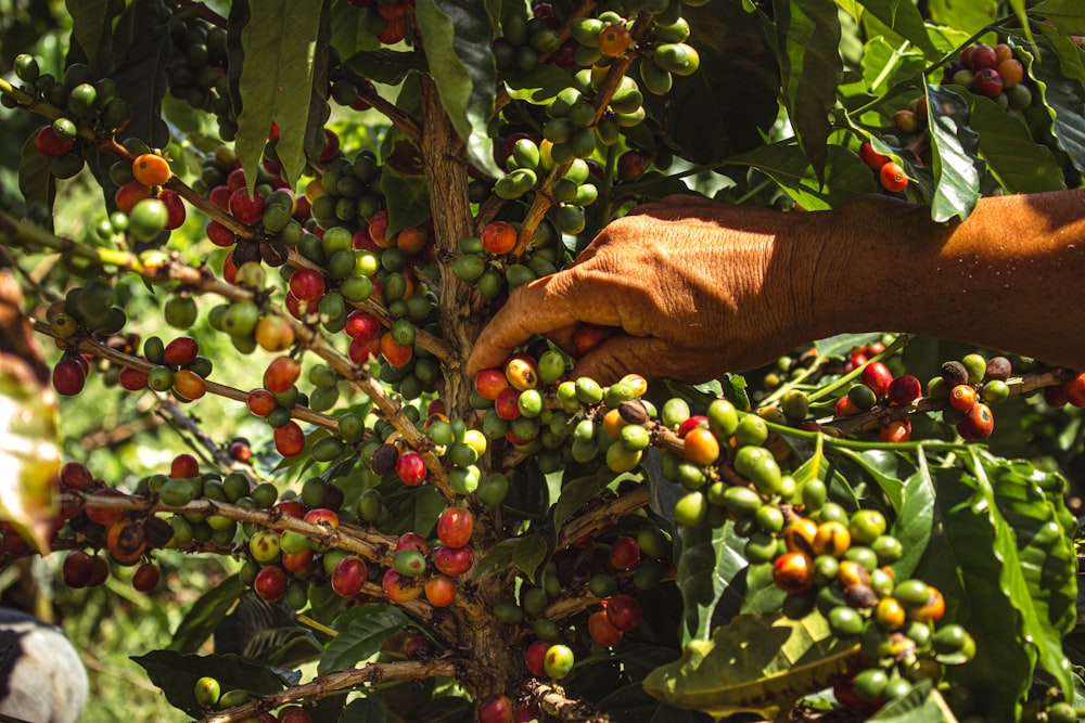 person holding red round fruits