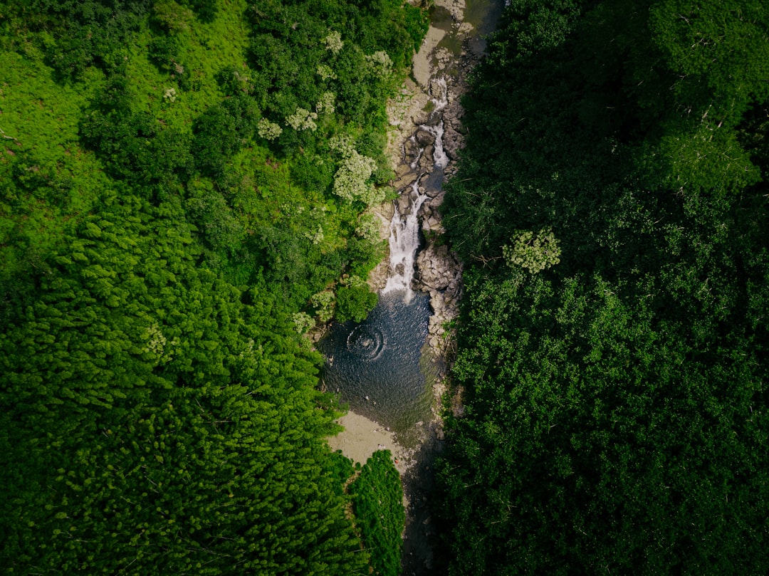 aerial view of river between green trees during daytime