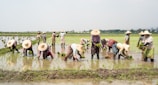 Farmers from the community working together in the rice fields.