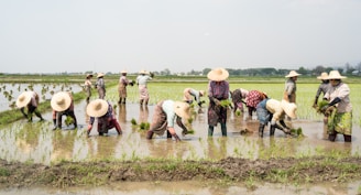 A group of farmers wearing straw hats are working in a rice paddy, planting seedlings in the waterlogged field. The setting is rural with expansive fields stretching to the horizon and a few trees in the background. The farmers are dressed in colorful clothing and are bent over, concentrated on their task amidst the green seedlings.