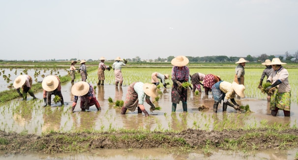 A group of farmers wearing straw hats are working in a rice paddy, planting seedlings in the waterlogged field. The setting is rural with expansive fields stretching to the horizon and a few trees in the background. The farmers are dressed in colorful clothing and are bent over, concentrated on their task amidst the green seedlings.