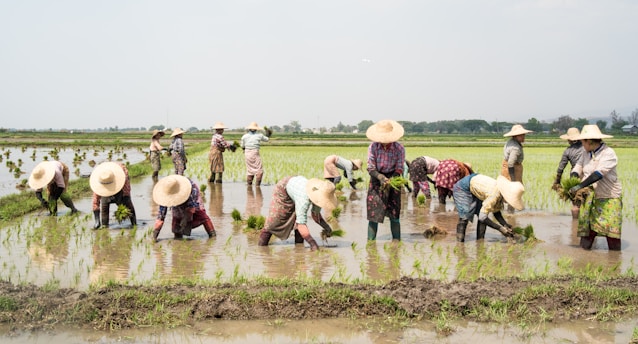 A group of farmers wearing straw hats are working in a rice paddy, planting seedlings in the waterlogged field. The setting is rural with expansive fields stretching to the horizon and a few trees in the background. The farmers are dressed in colorful clothing and are bent over, concentrated on their task amidst the green seedlings.