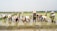 A group of farmers wearing straw hats are working in a rice paddy, planting seedlings in the waterlogged field. The setting is rural with expansive fields stretching to the horizon and a few trees in the background. The farmers are dressed in colorful clothing and are bent over, concentrated on their task amidst the green seedlings.
