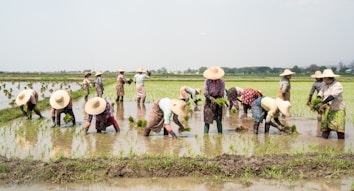 A group of farmers wearing straw hats are working in a rice paddy, planting seedlings in the waterlogged field. The setting is rural with expansive fields stretching to the horizon and a few trees in the background. The farmers are dressed in colorful clothing and are bent over, concentrated on their task amidst the green seedlings.