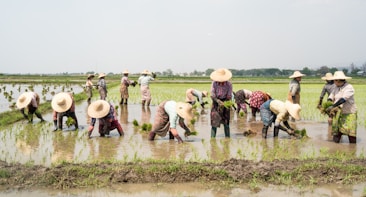 A group of farmers wearing straw hats are working in a rice paddy, planting seedlings in the waterlogged field. The setting is rural with expansive fields stretching to the horizon and a few trees in the background. The farmers are dressed in colorful clothing and are bent over, concentrated on their task amidst the green seedlings.