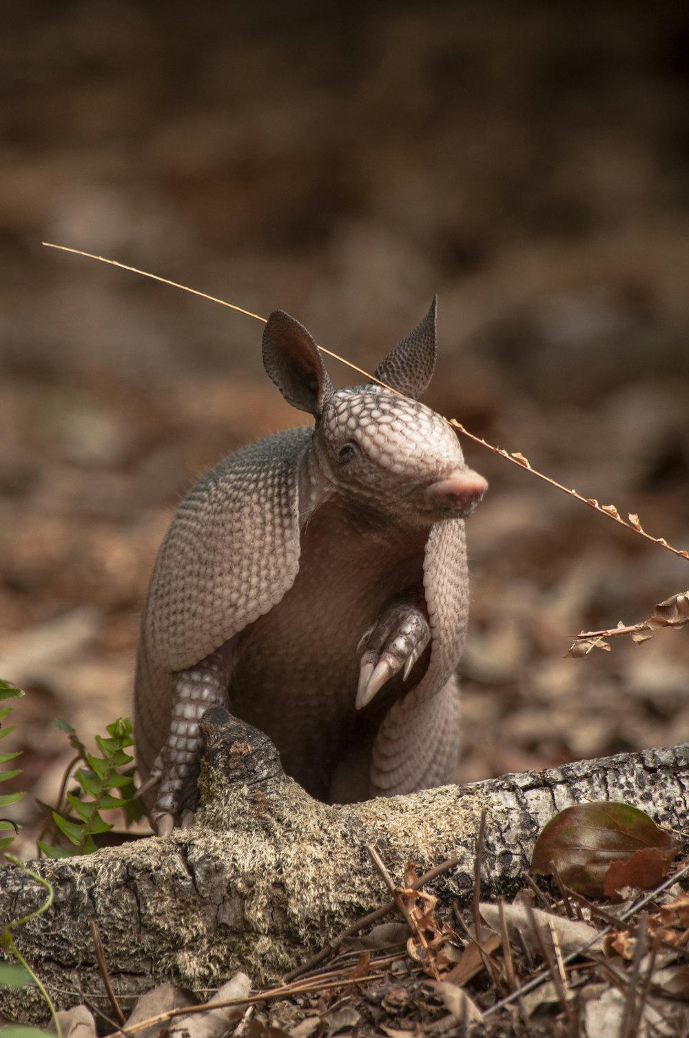 brown animal on brown tree branch