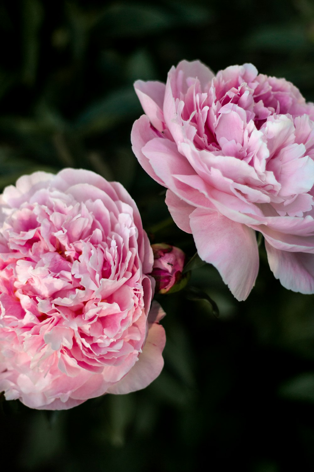 pink flower in tilt shift lens