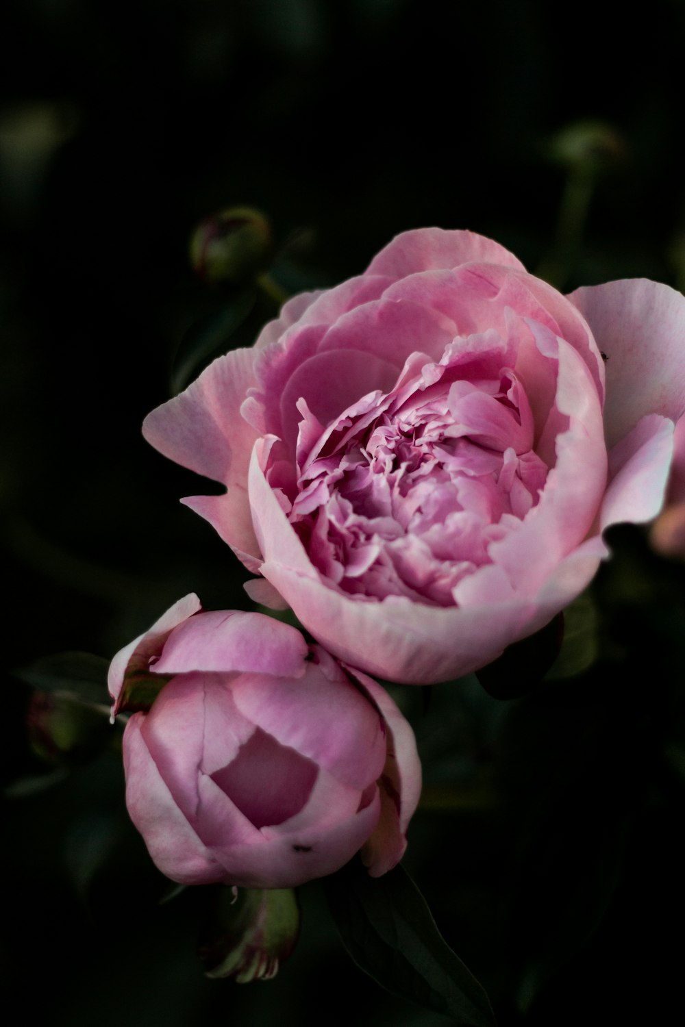 pink rose in bloom during daytime