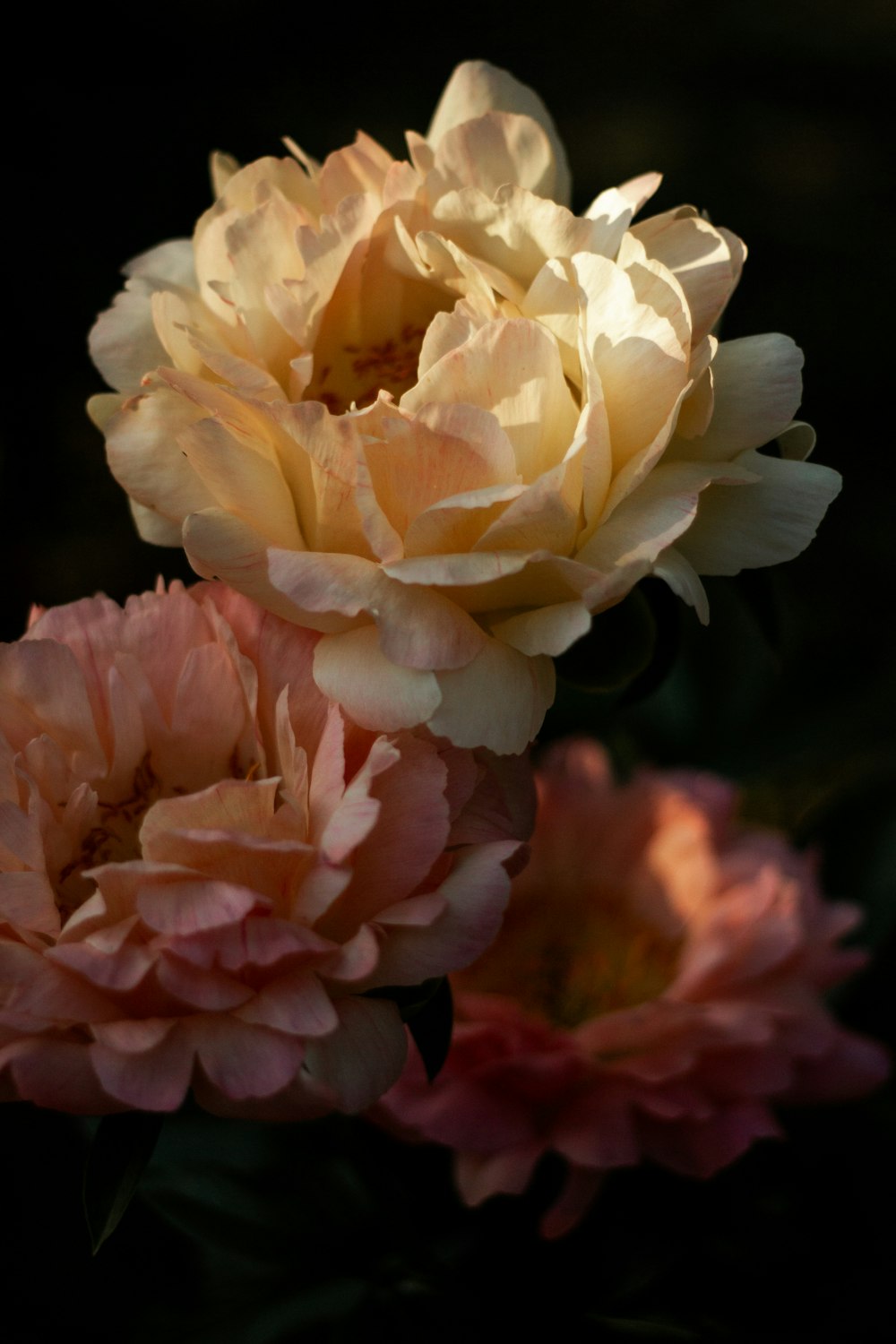 white and pink flower in close up photography