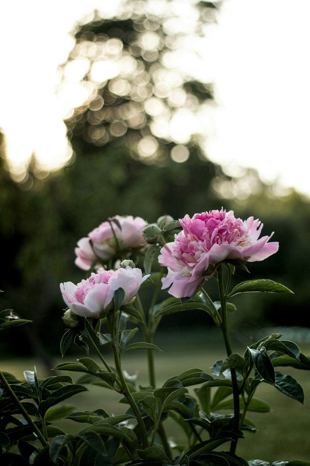 pink flowers in tilt shift lens