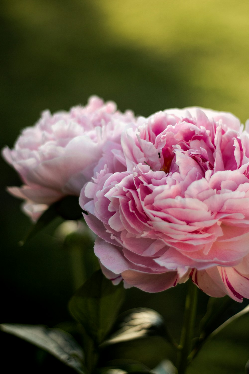 pink rose in bloom during daytime