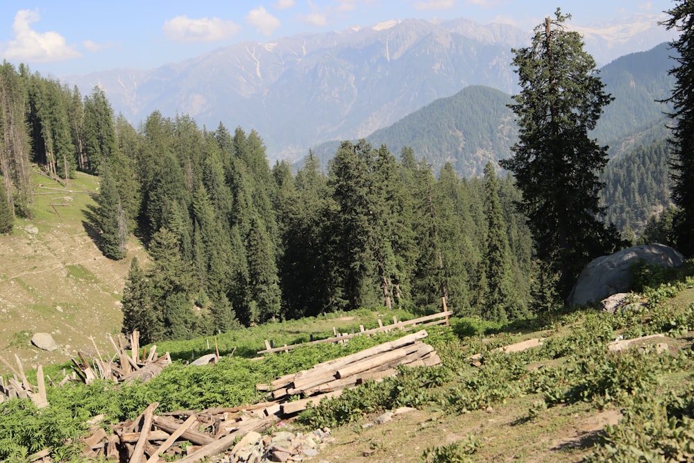 green trees near mountain during daytime